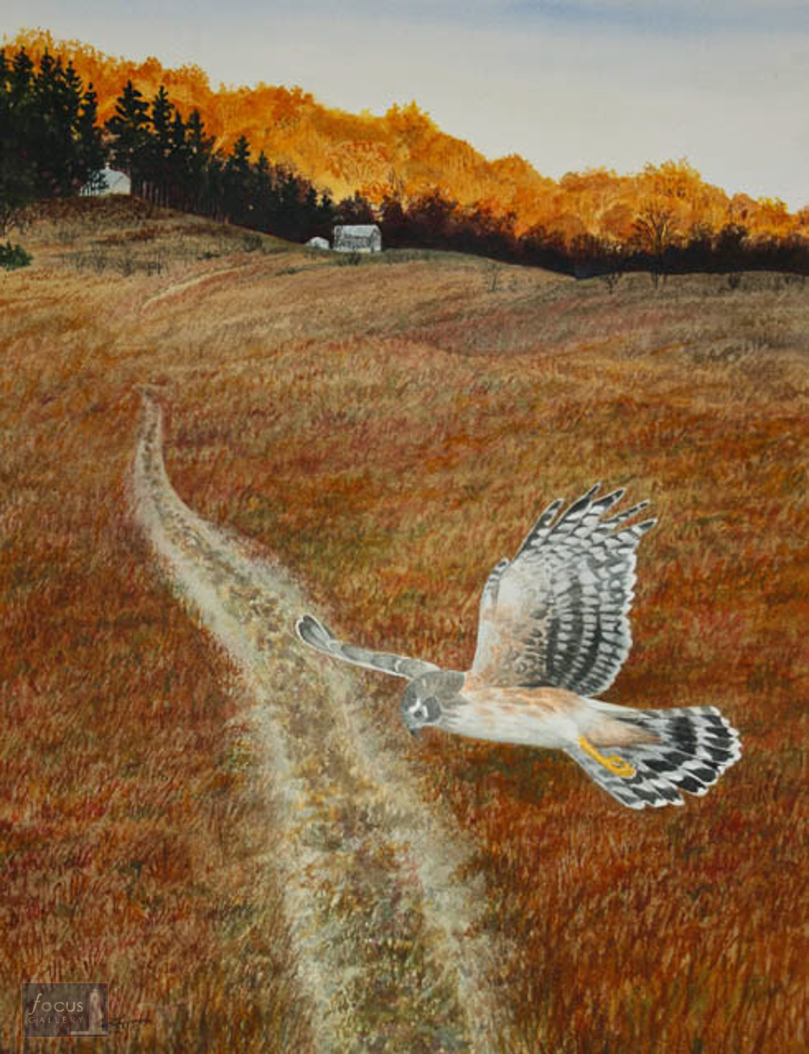 Original watercolor painting of a Northern Harrier hawk flying over a two track road at Treat Farm in Michigan's Sleeping Bear Dunes National Lakeshore.