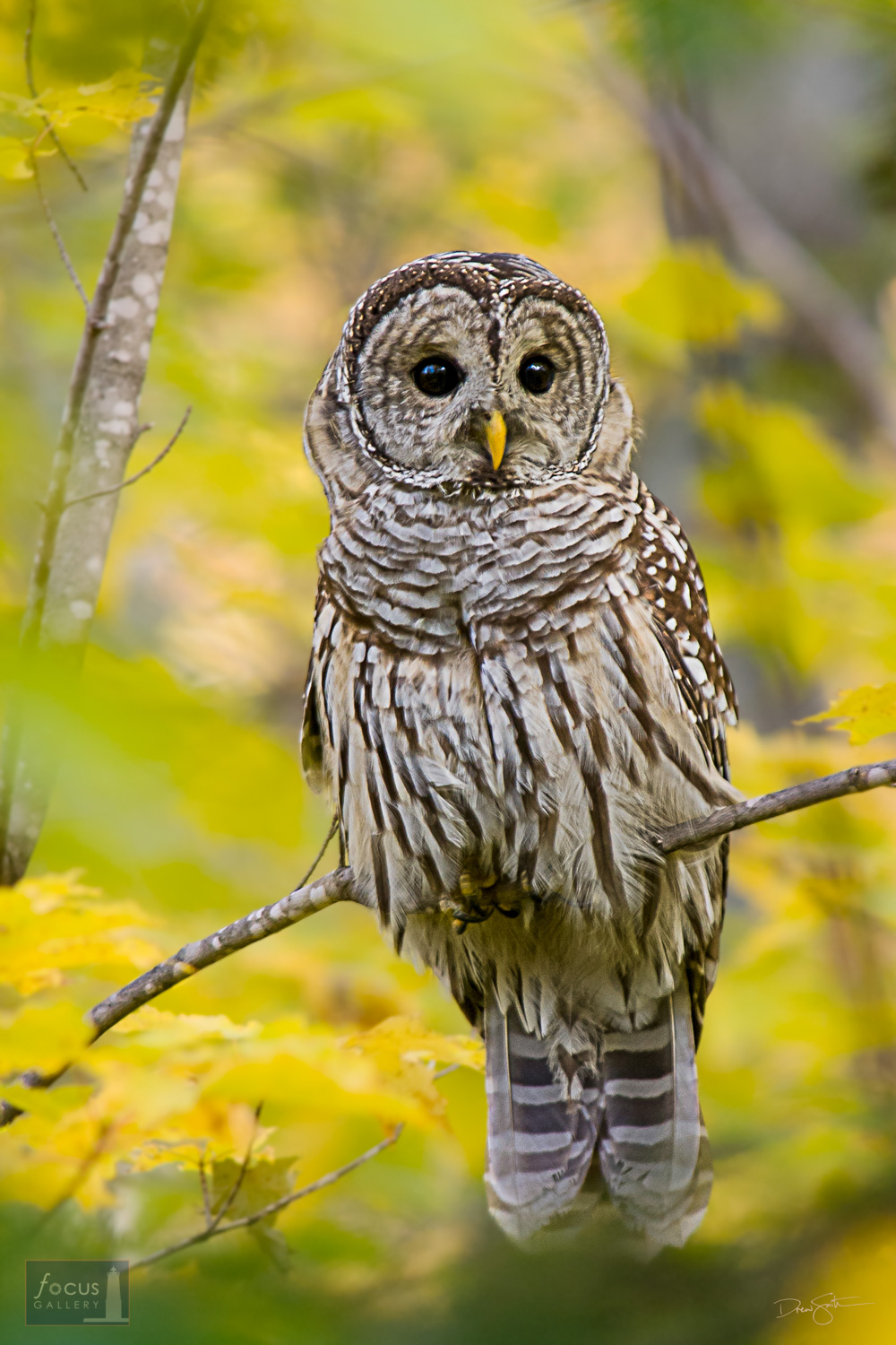 A Barred Owl (Strix varia) amidst autumn colors.