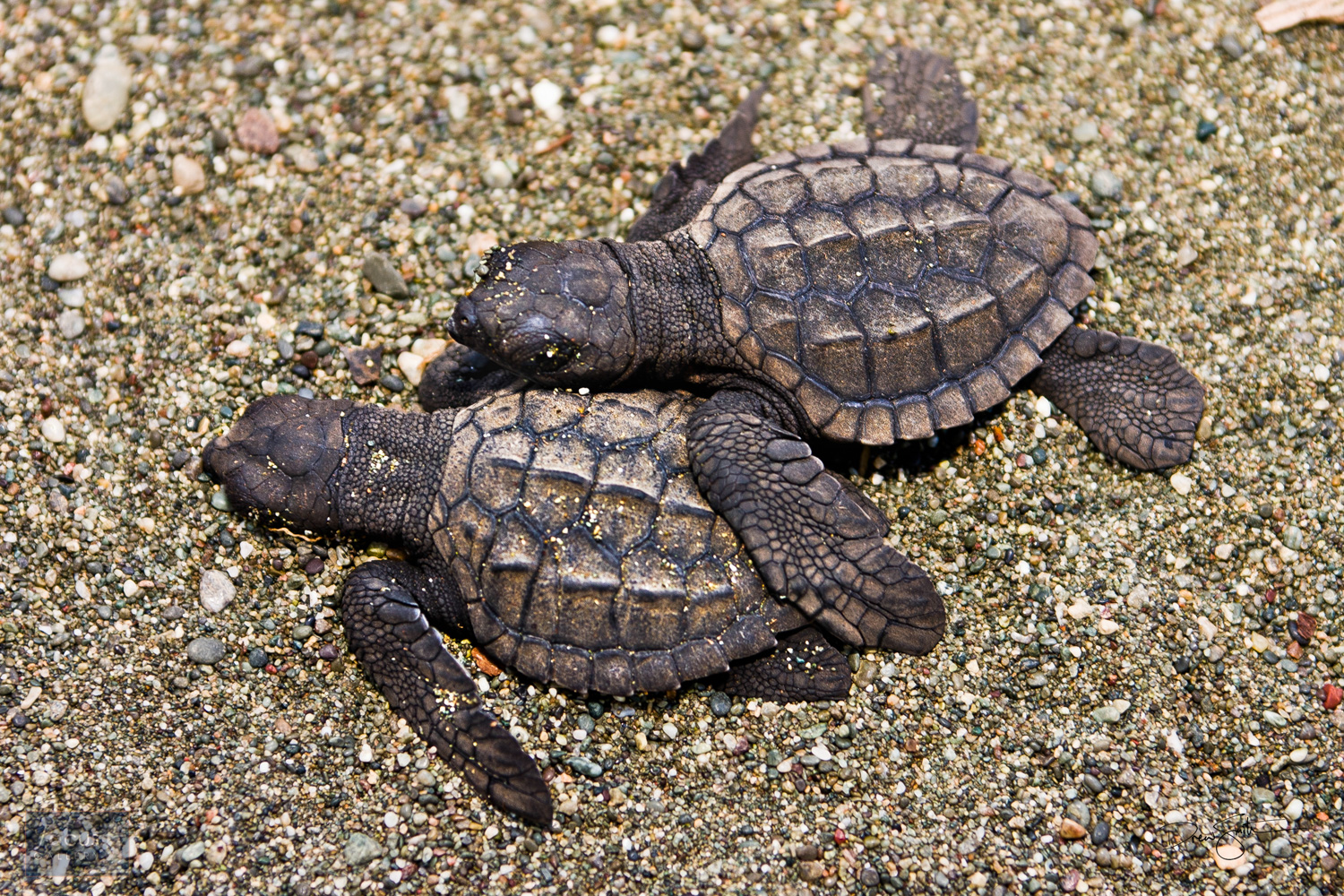 Black Sea Turtle (Chelonia agassizzii) hatchlings
