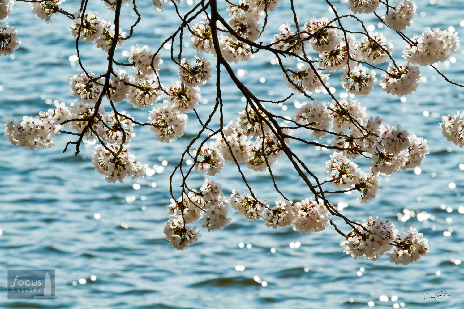 Photo © Drew Smith Cherry Blossoms against the Tidal Basin at peak bloom.