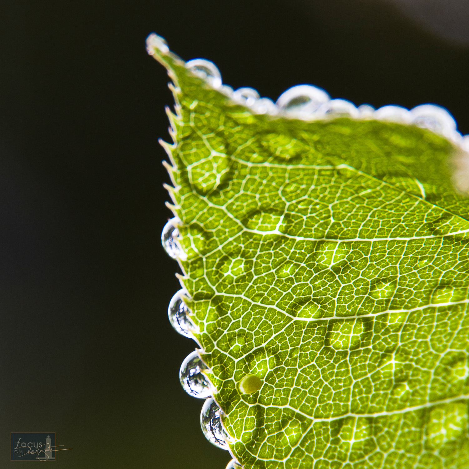 Raindrops on a backlit Black Cherry leaf.