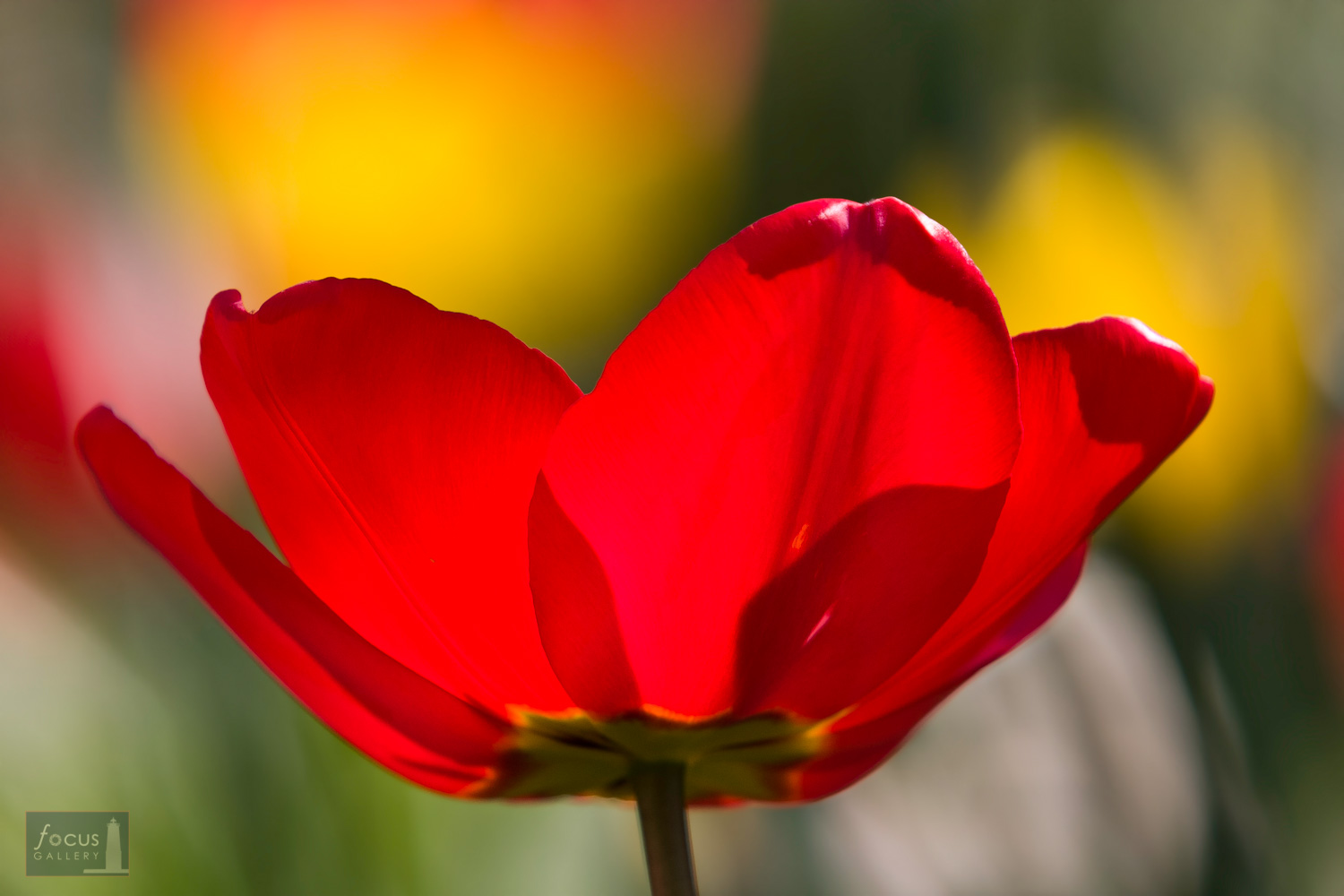 Red tulip blossom close-up.