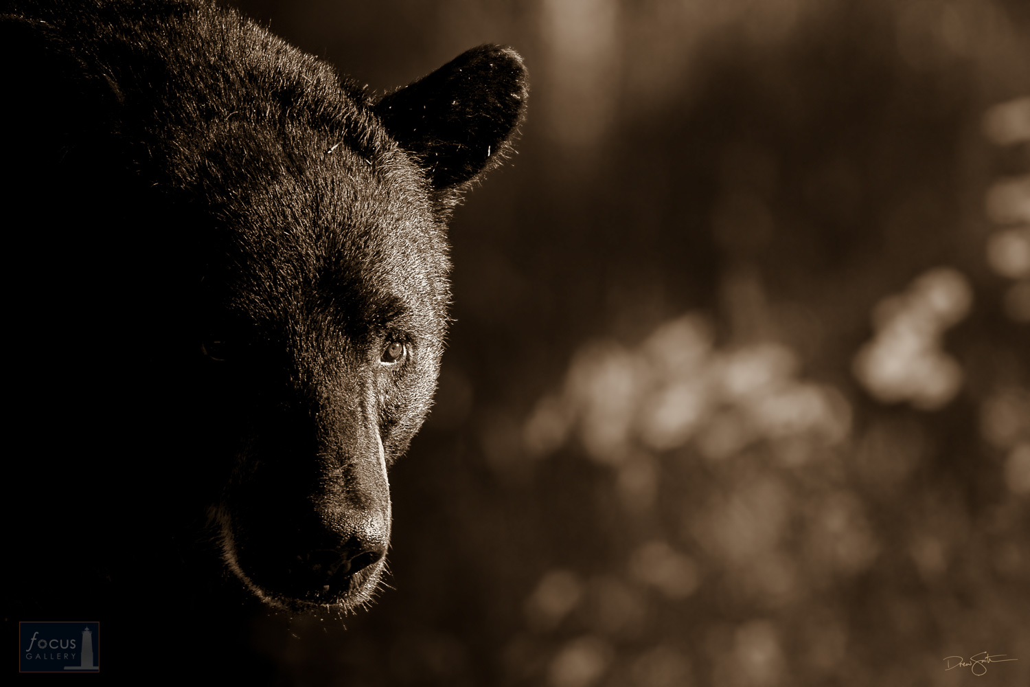 Black bear (Ursus americanus) in early morning light, sepia tone.