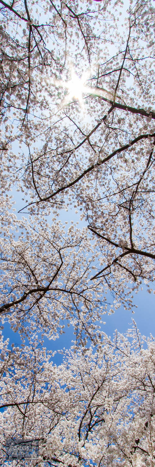 Photo © Drew Smith Things are looking up - peak cherry blossoms on a perfect spring day.