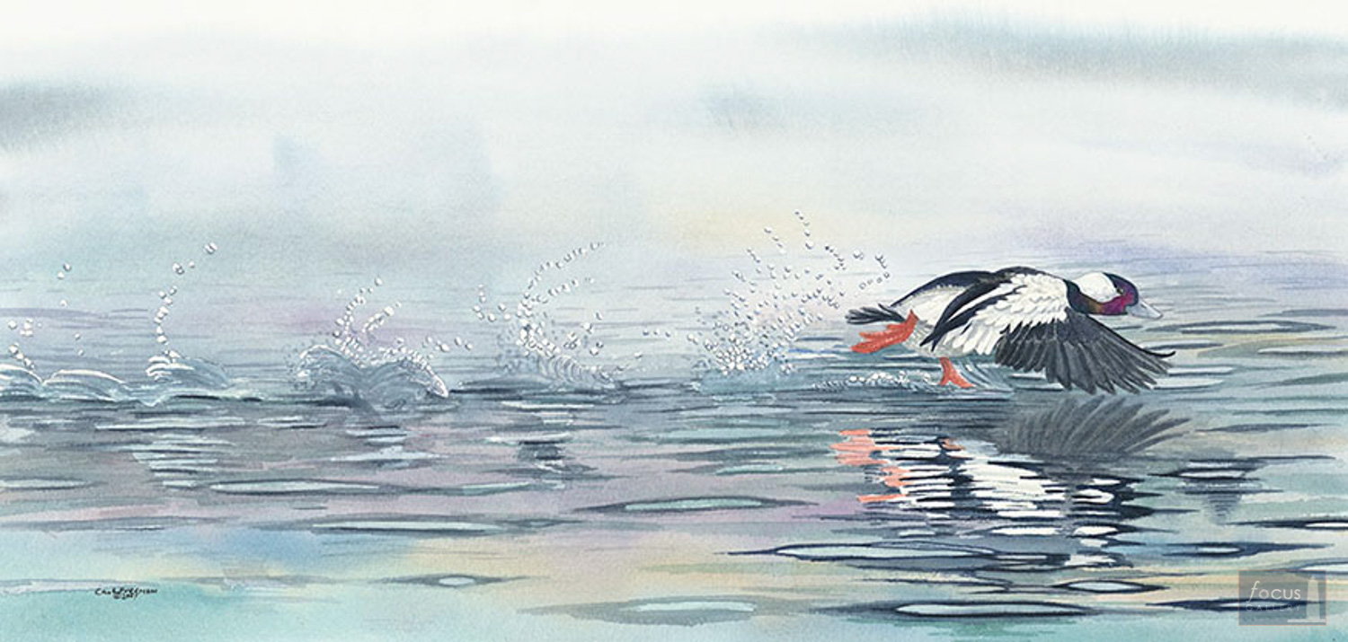 Limited edition Print of Original watercolor painting of a Bufflehead duck taking off.