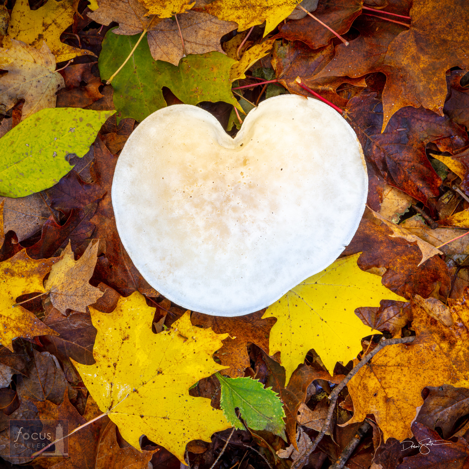 A   heart-shaped mushroom and fall leaves on the forest floor.