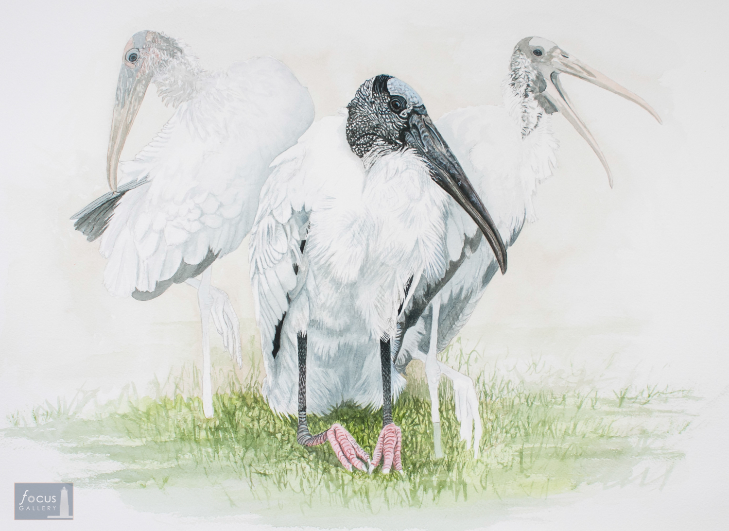 Original watercolor painting of Wood Storks resting.