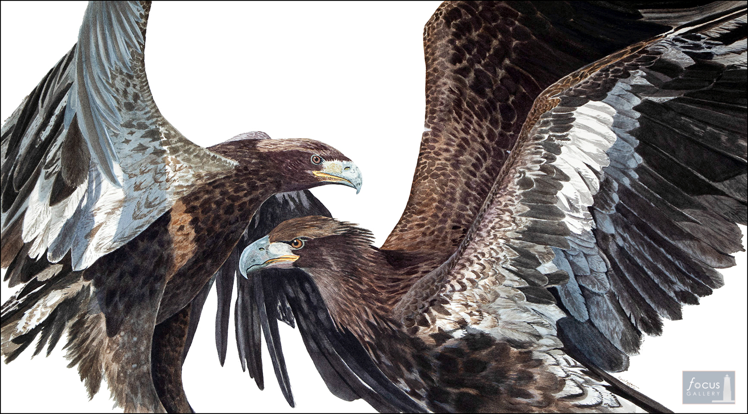Original watercolor painting of two immature Bald Eagle birds fighting.