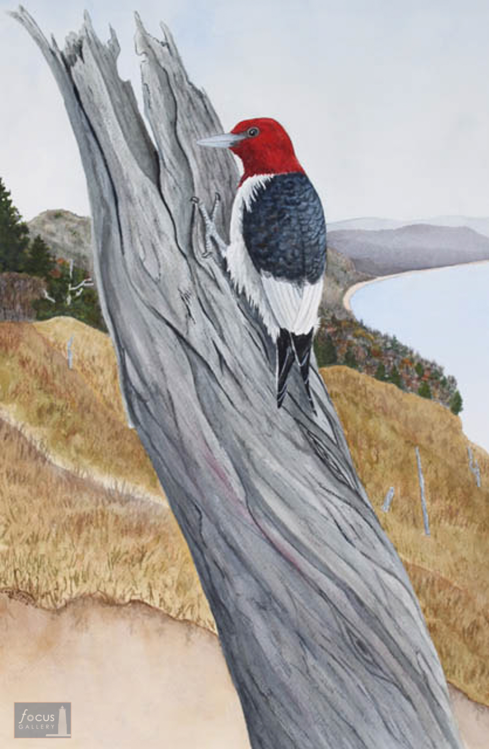 Original watercolor painting of a Red-headed Woodpecker bird on a dead ghost tree in the Empire Bluffs of Sleeping Bear Dunes National Lakeshore in Michigan.