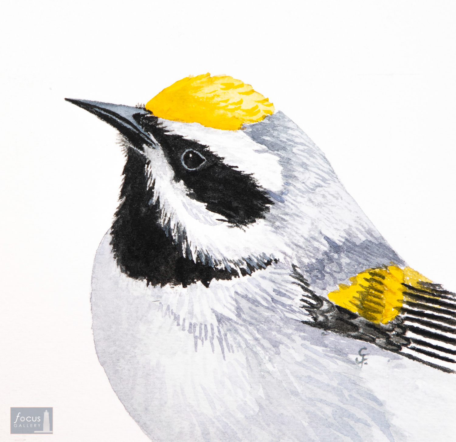 Original watercolor painting of the detail of a Golden-winged Warbler bird's head and feathers.