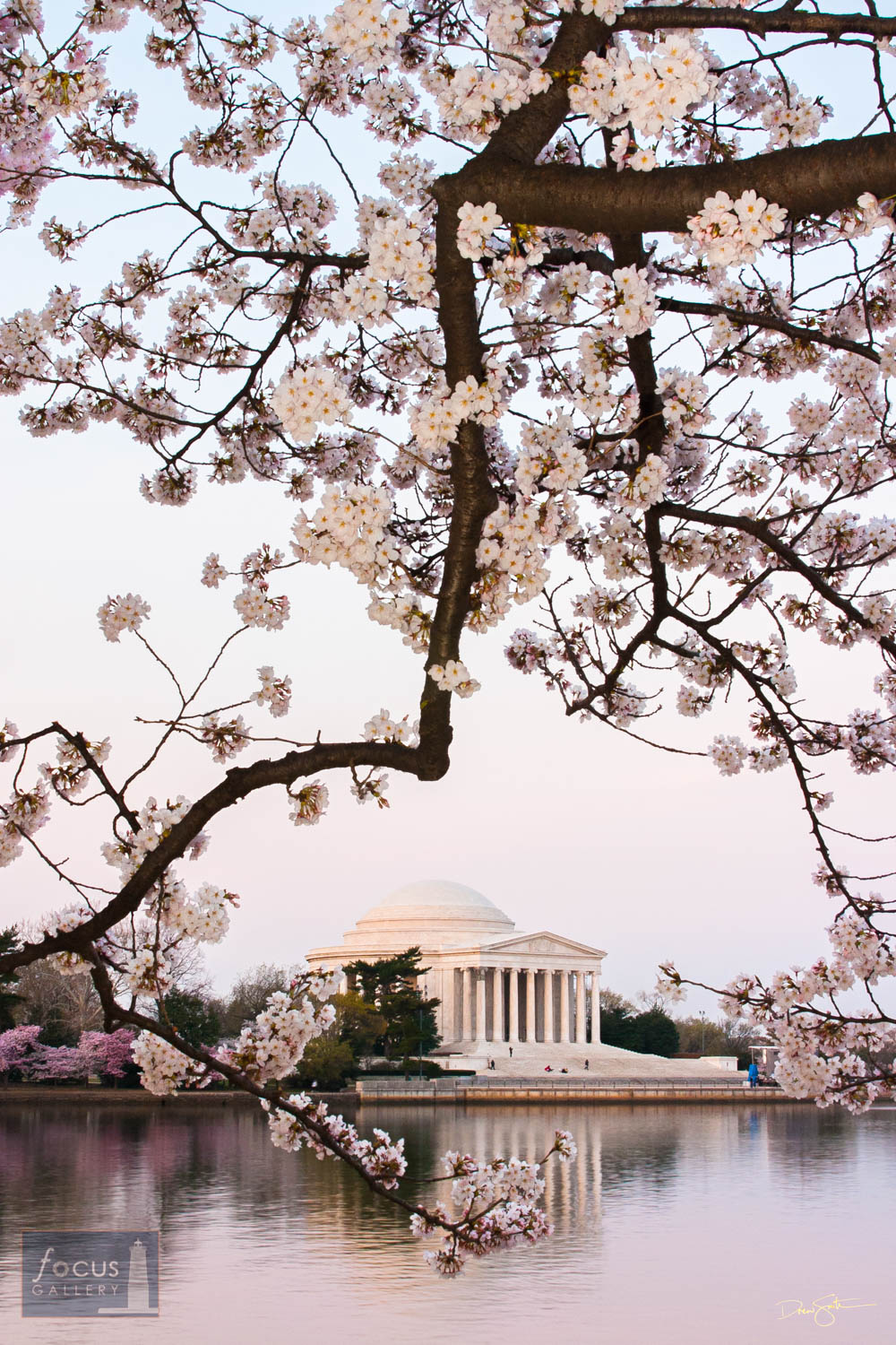 Photo © Drew Smith The Jefferson Memorial framed by Cherry Blossoms