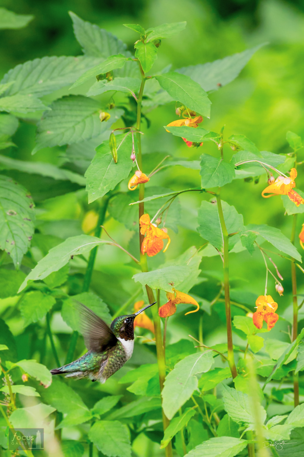 A male Ruby-throated Hummingbird feeds on nectar from jewelweed blossoms.