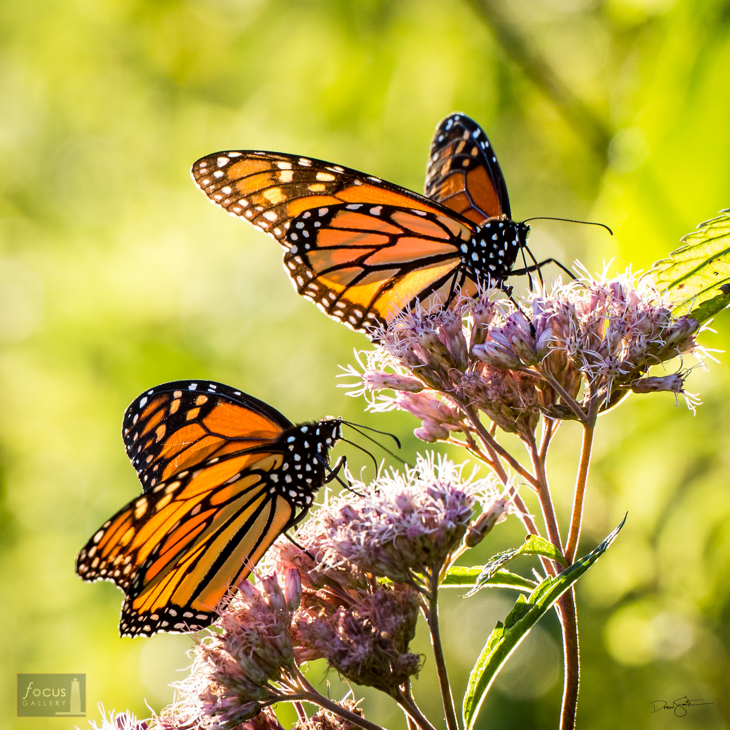 Two Monarch Butterflies nectar on Joe Pye Weed at Arcadia Marsh Nature Preserve, Michigan.