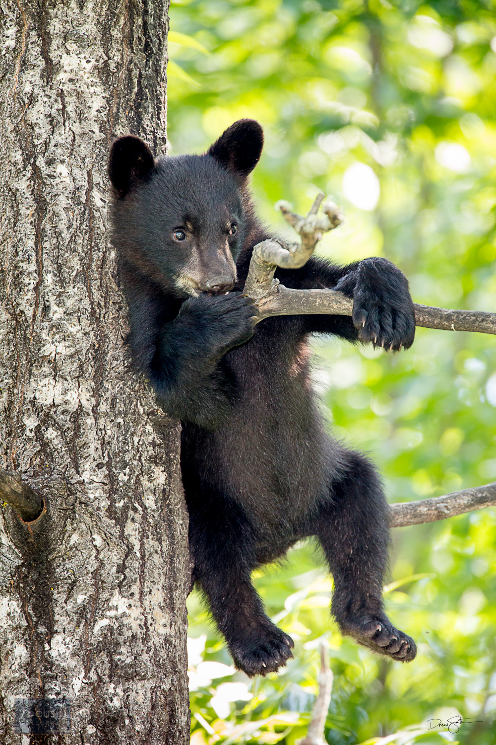 Young black bear cub hanging out up a tree.