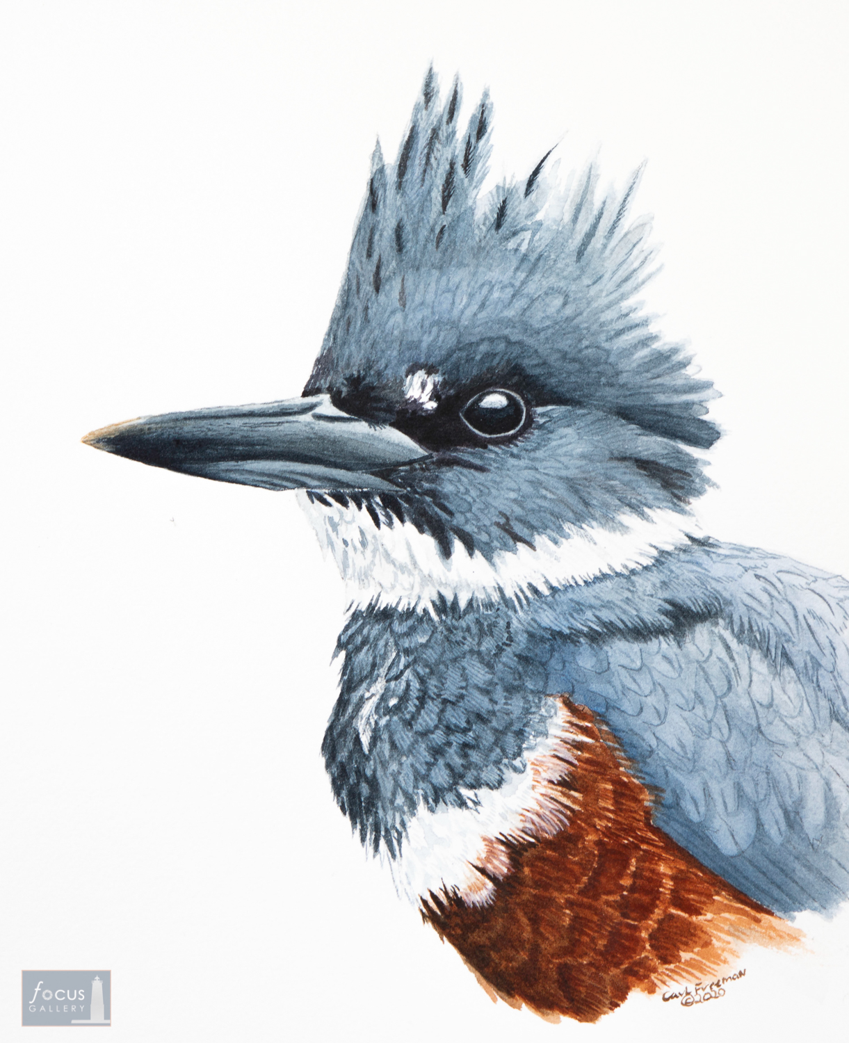 Original watercolor painting of the detail of a Belted Kingfisher's head.