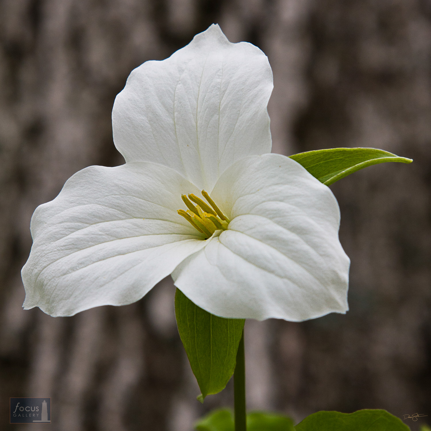 Close-up of a Large-flowered Trillium wildflower.