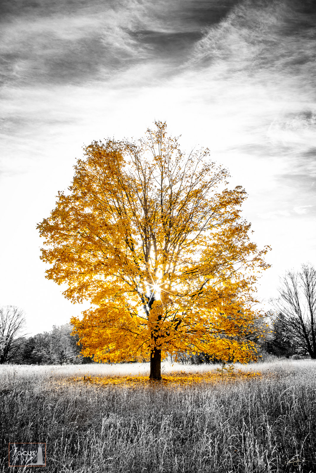 Selective color photograph of a colorful tree in autumn with the sun rising behind it.