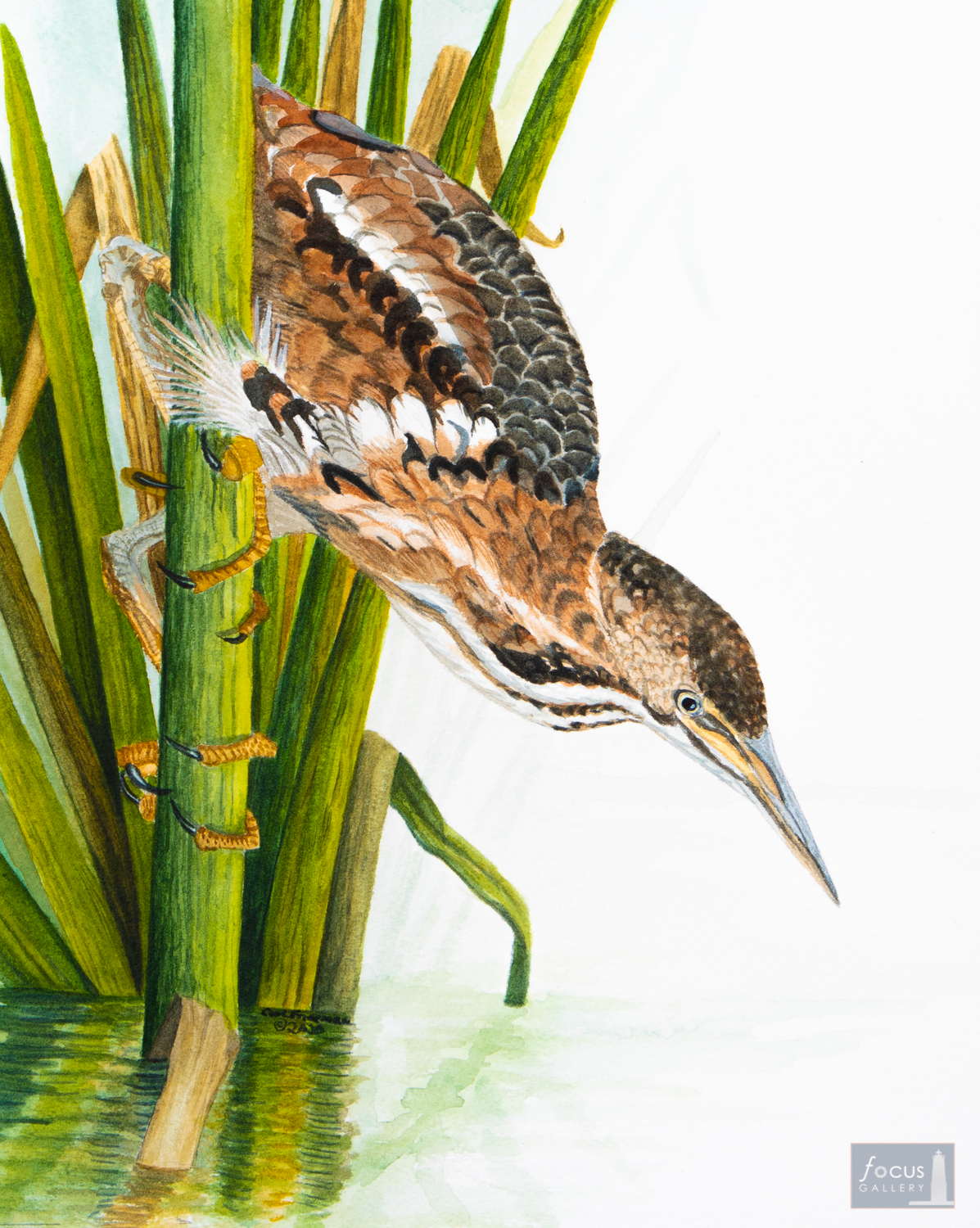 Original watercolor painting of a Least Bittern bird looking into the water.