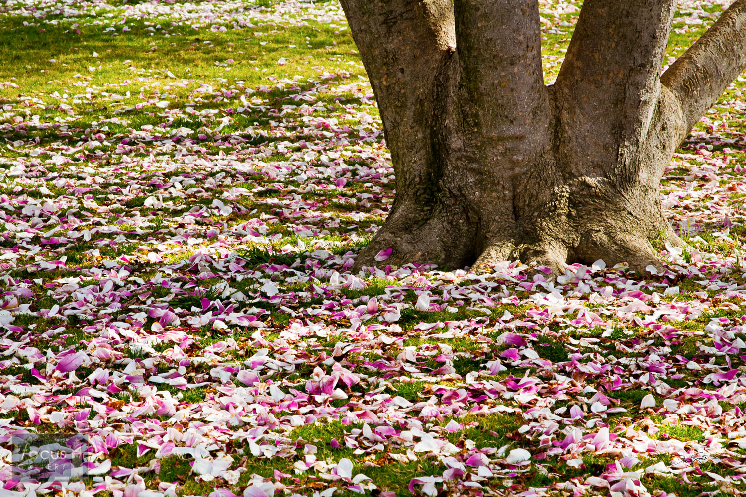Photo © Drew Smith Magnolia petals dot the West Lawn of the Capitol on a spring morning.