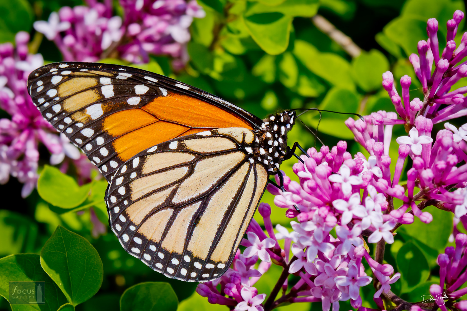 Monarch butterfly on lilac blossoms.