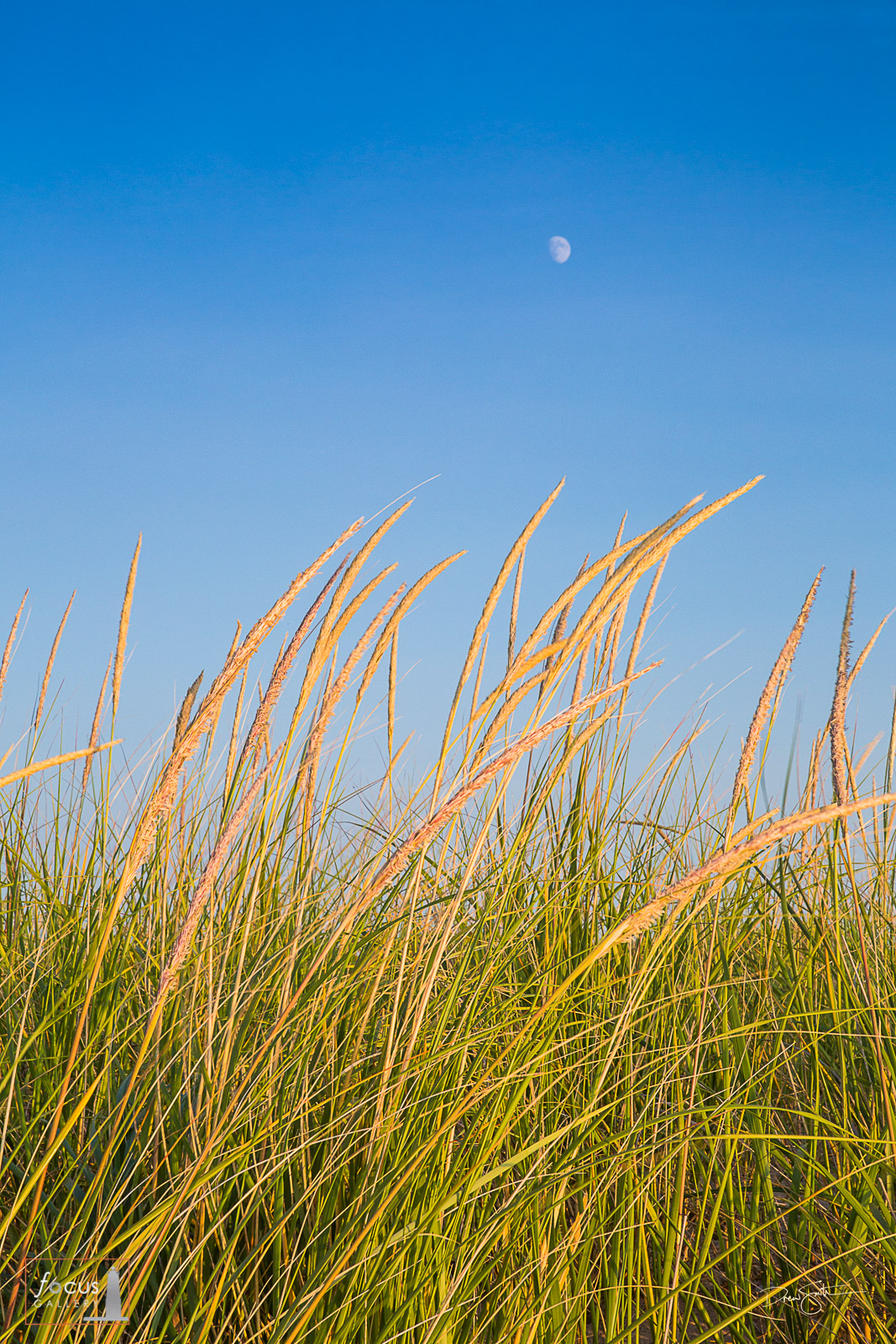 Dune grass seed heads with blue sky and moon behind.
