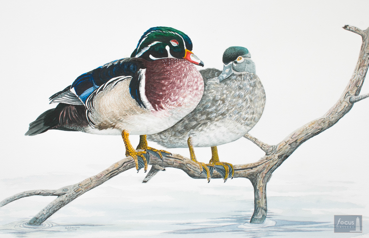 Original watercolor painting of a pair of Wood Ducks sleeping on a stick.