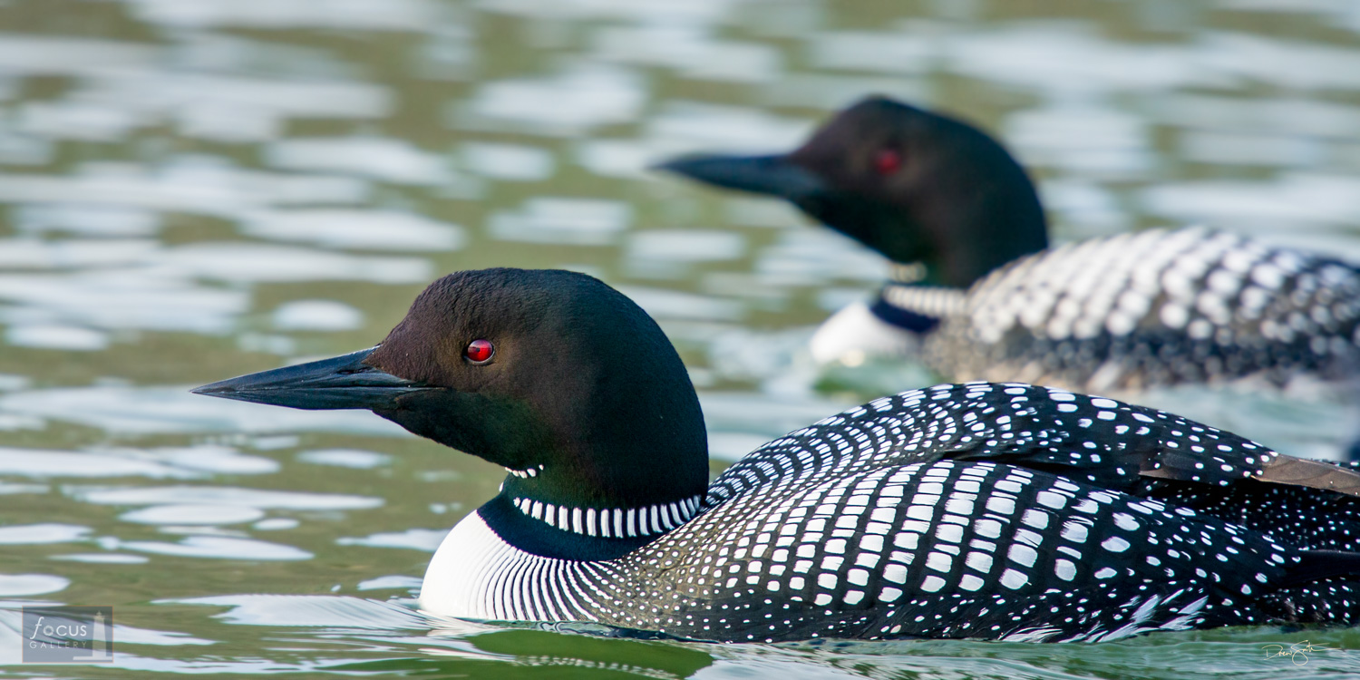 A pair of Common Loons (Gavia immer) on Pearl Lake, Benzie County, Michigan.
