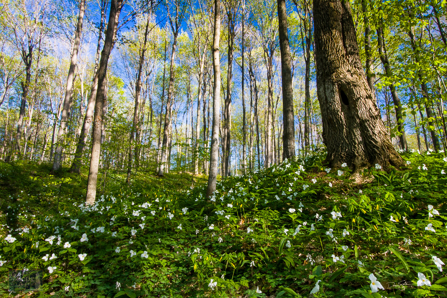 Spring wildflowers fill the forest floor at Pete's Woods in the Arcadia Dunes Nature Preserve.
