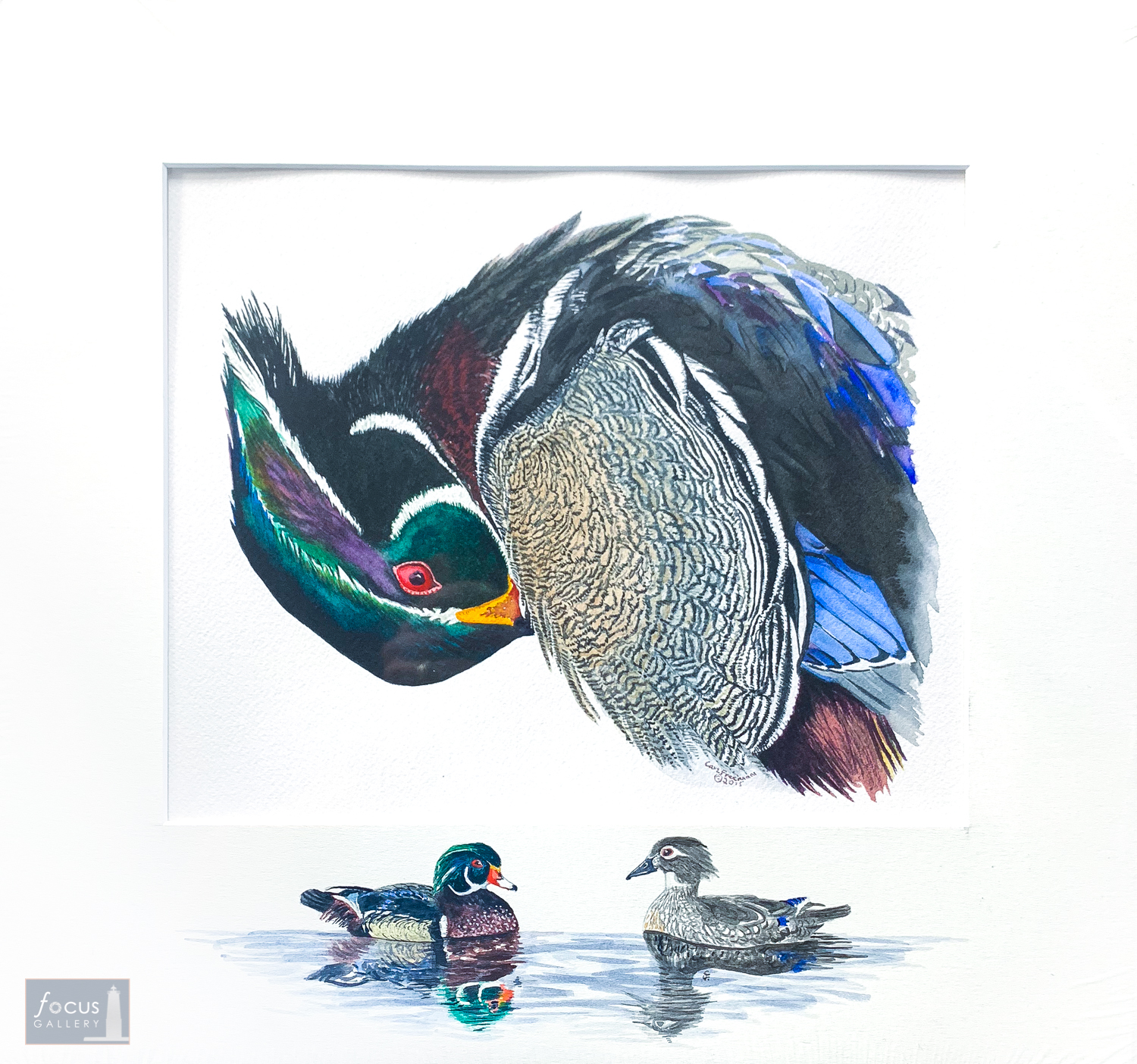Original watercolor painting of a preening Wood Duck with an embellished mat featuring a pair of Wood Ducks swimming.
