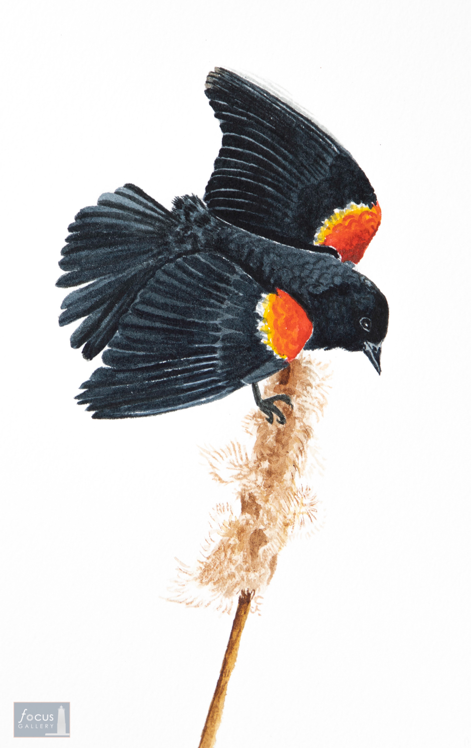 Original watercolor painting of a male Red-winged Blackbird on a cattail.