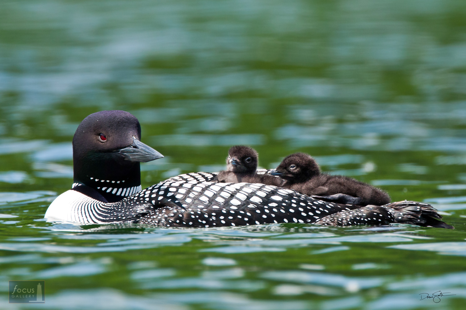 Two young Common Loon chicks ride on the back of an adult loon on Pearl Lake.