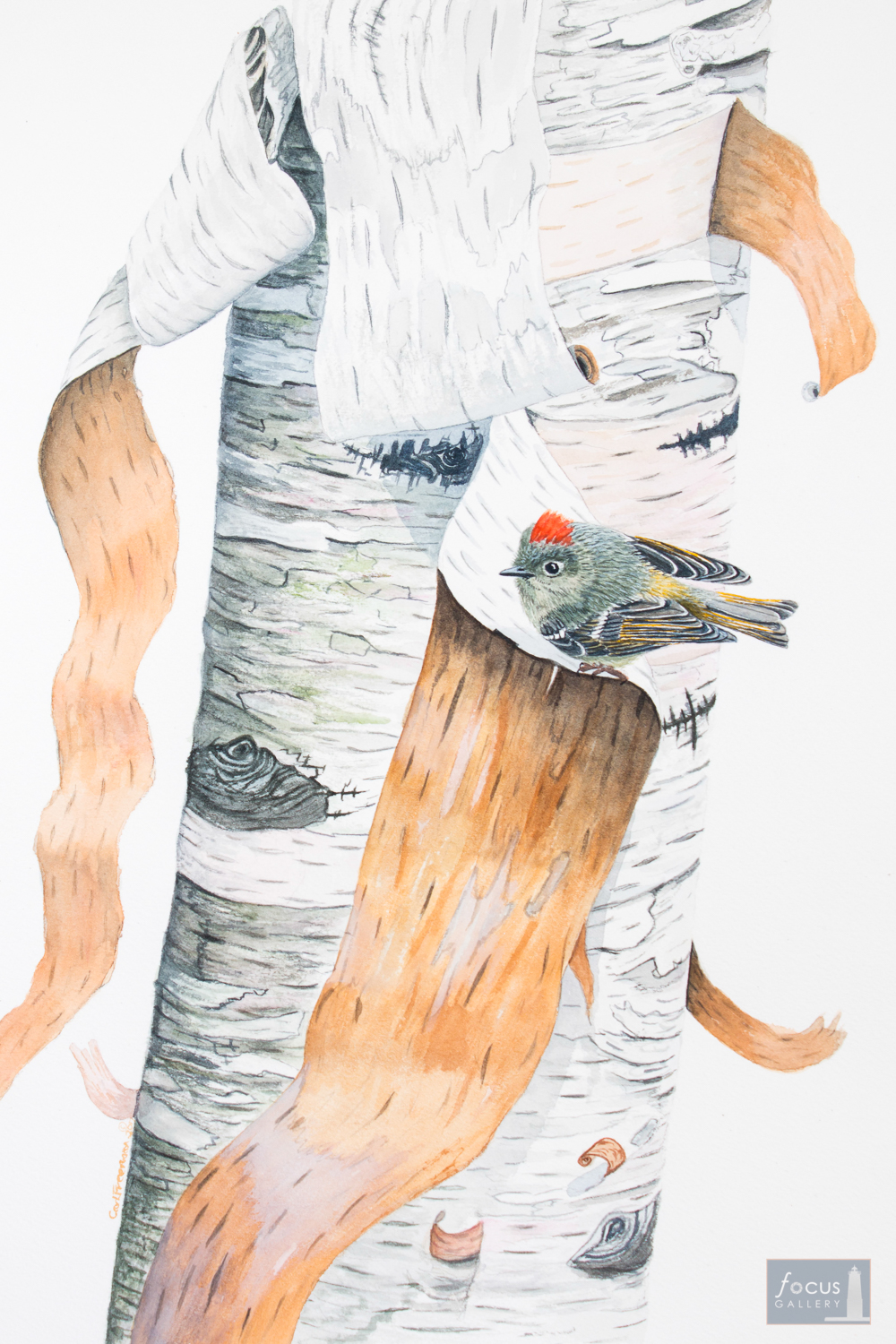 Original watercolor painting of a Ruby-crowned Kinglet bird on a birch tree.