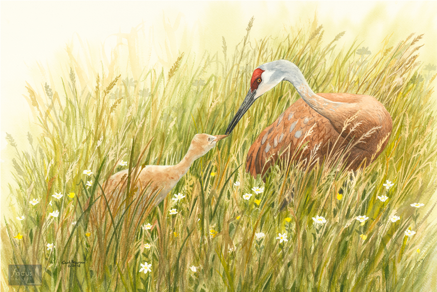 Original watercolor painting of a Sandhill Crane adult with a young chick.