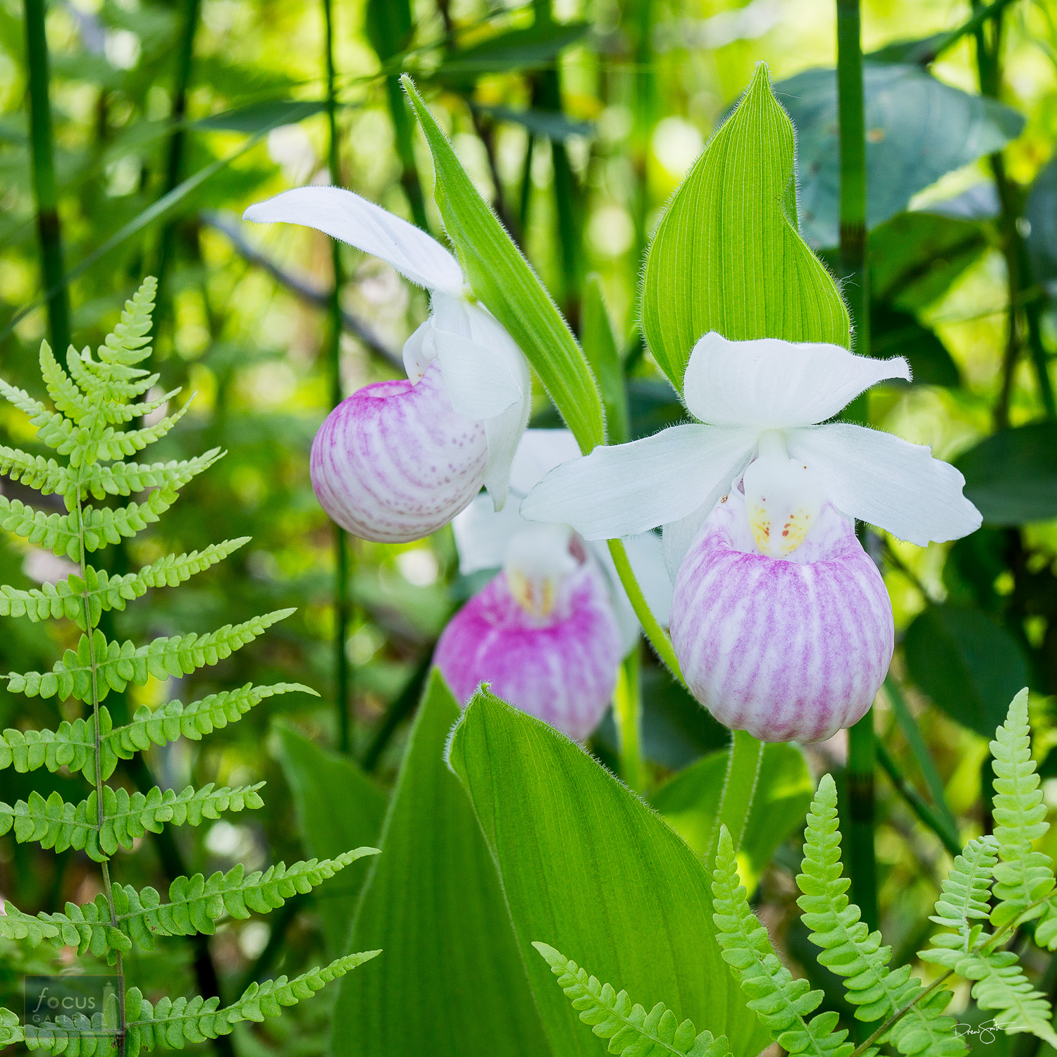 Three Showy Lady's Slipper orchids and ferns.