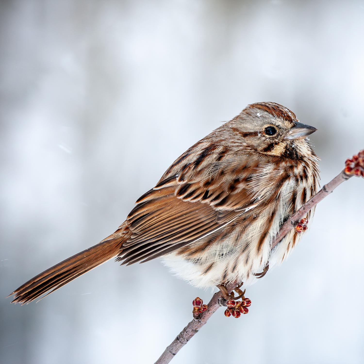 An adult eastern form Song Sparrow (Melospiza melodia) perches on a maple branch on a snowy afternoon in Virginia.