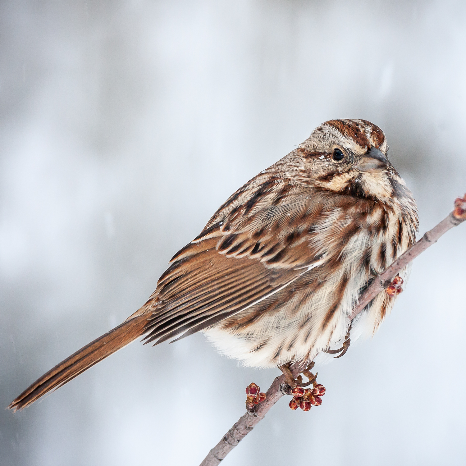 Melospiza melodia, Song Sparrow, Virginia, backyard, bird, birds, passerine, snowing, snowy, songbird, wildlife, winter