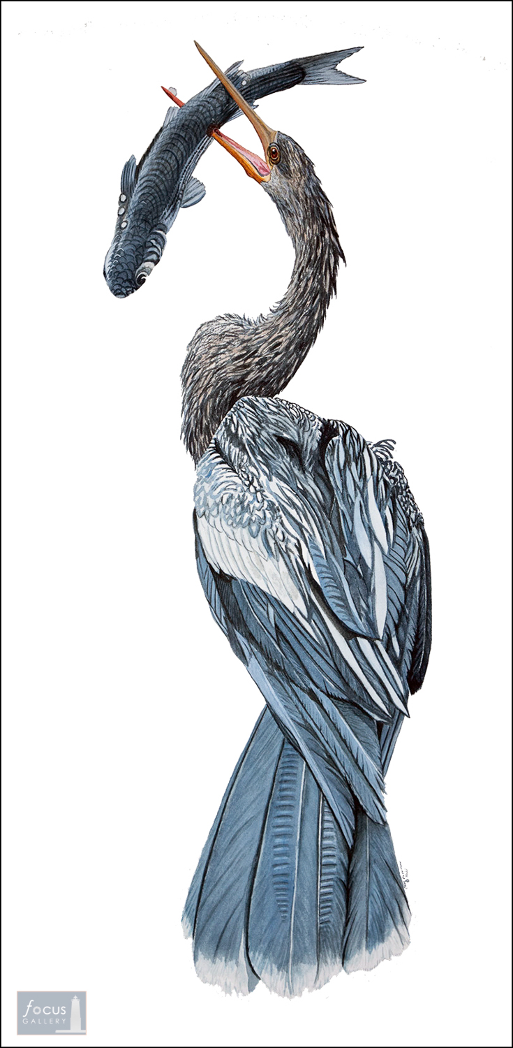 Original watercolor painting of an anhinga bird with a mullet fish in its beak.