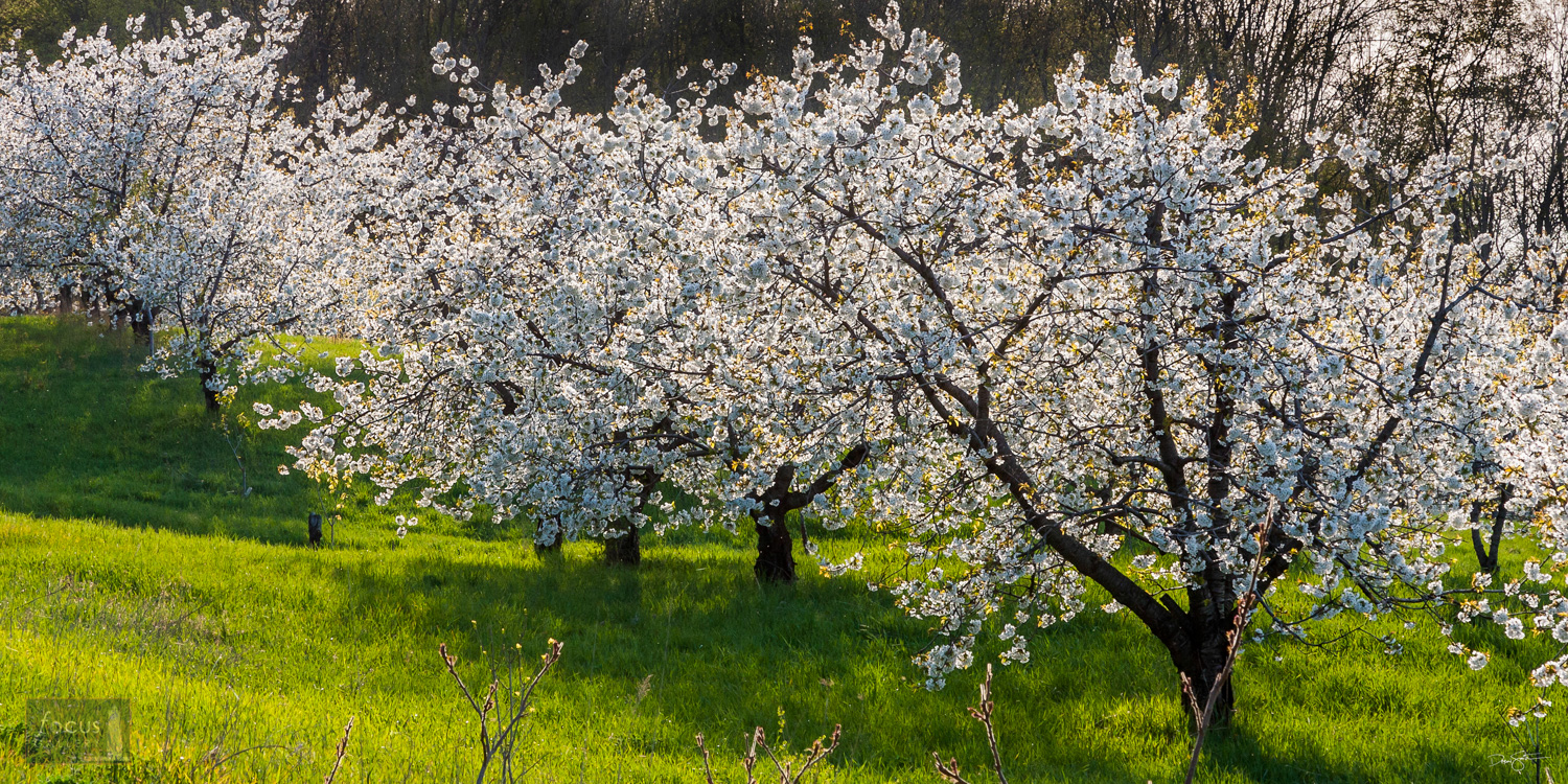 Flowering orchard trees in spring time.