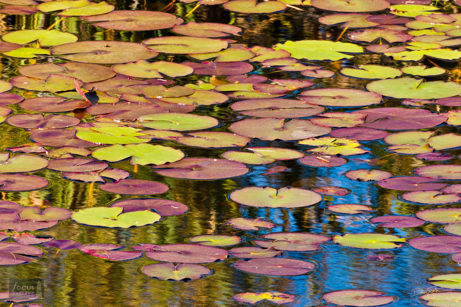 Detail of water lily pads at St. Marks National Wildlife Refuge, Florida.
