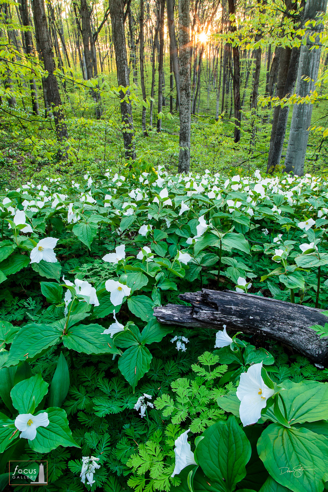 Sunset through woods filled with trillium wildflowers.
