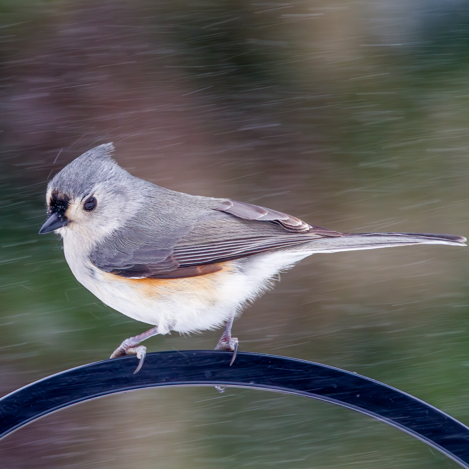 A Tufted Titmouse (Baeolophus bicolor) perches on a feeding station near the shore of Walloon Lake on a winter afternoon.