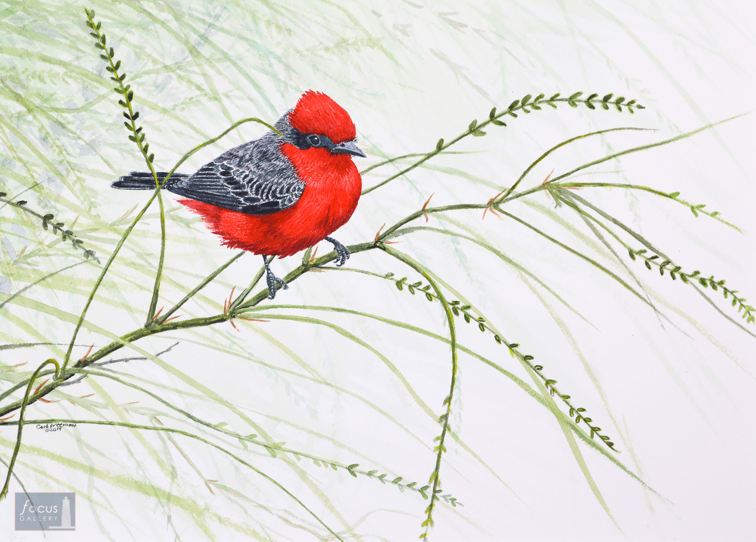 Original watercolor painting of a Vermillion Flycatcher bird perched on a branch.