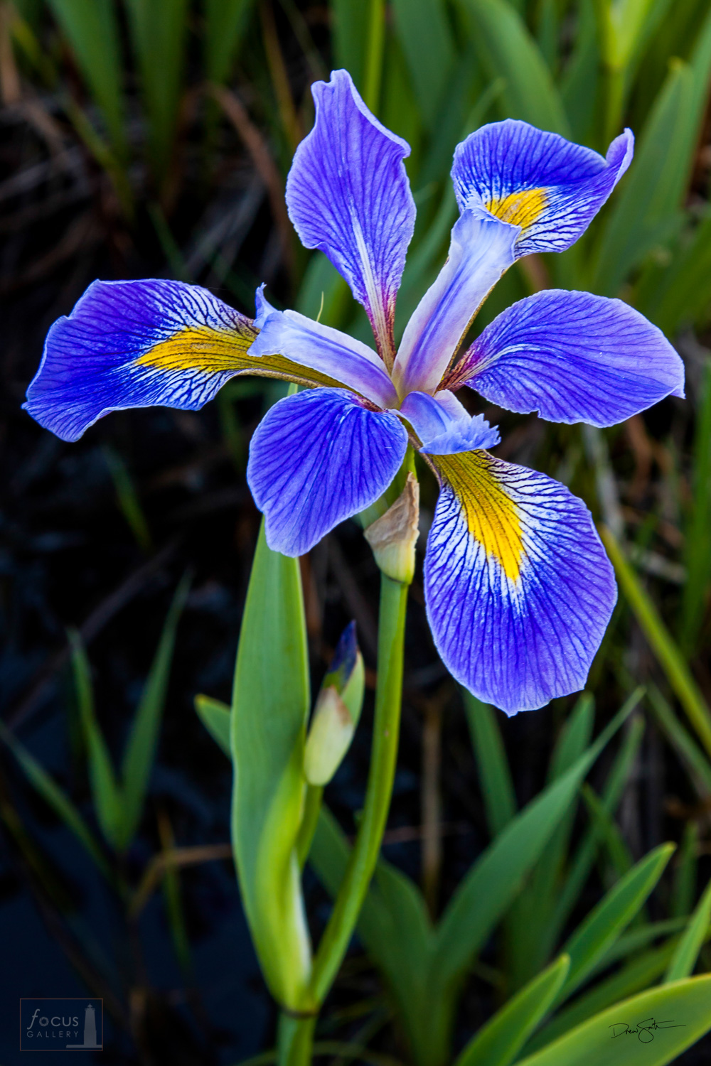 Wild Blue Flag Iris (Iris versicolor) in bloom at Upper Herring Lake Nature Preserve.