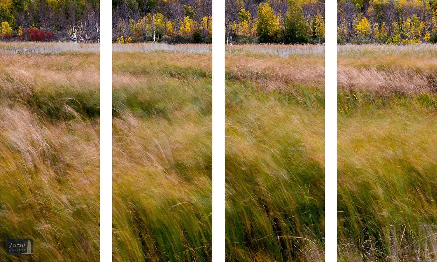 Winds blow through marsh grasses in autumn at Arcadia Marsh Nature Preserve, Arcadia, Michigan - four panel image.