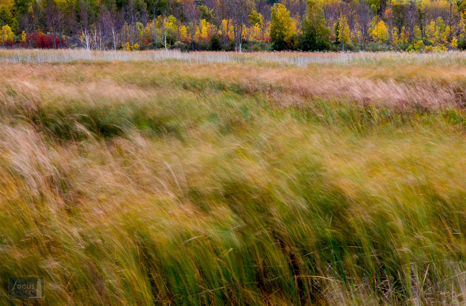 Winds blow through marsh grasses in autumn at Arcadia Marsh Nature Preserve, Arcadia, Michigan.
