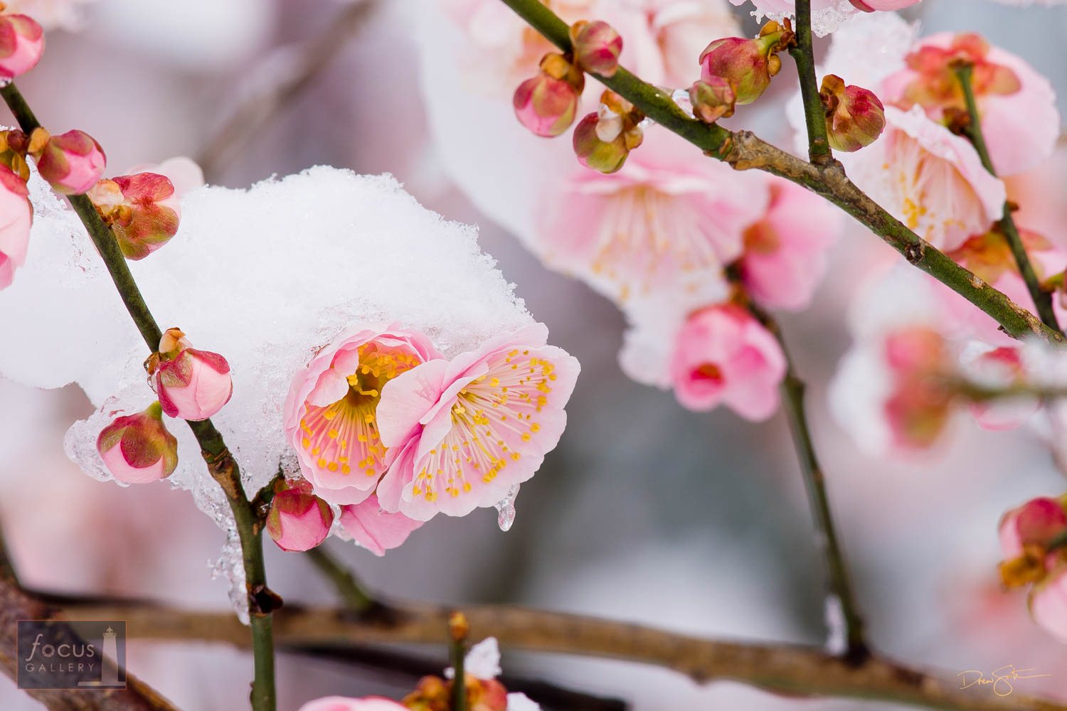 Photo © Drew Smith Snow-covered Cherry Blossoms on the National Mall