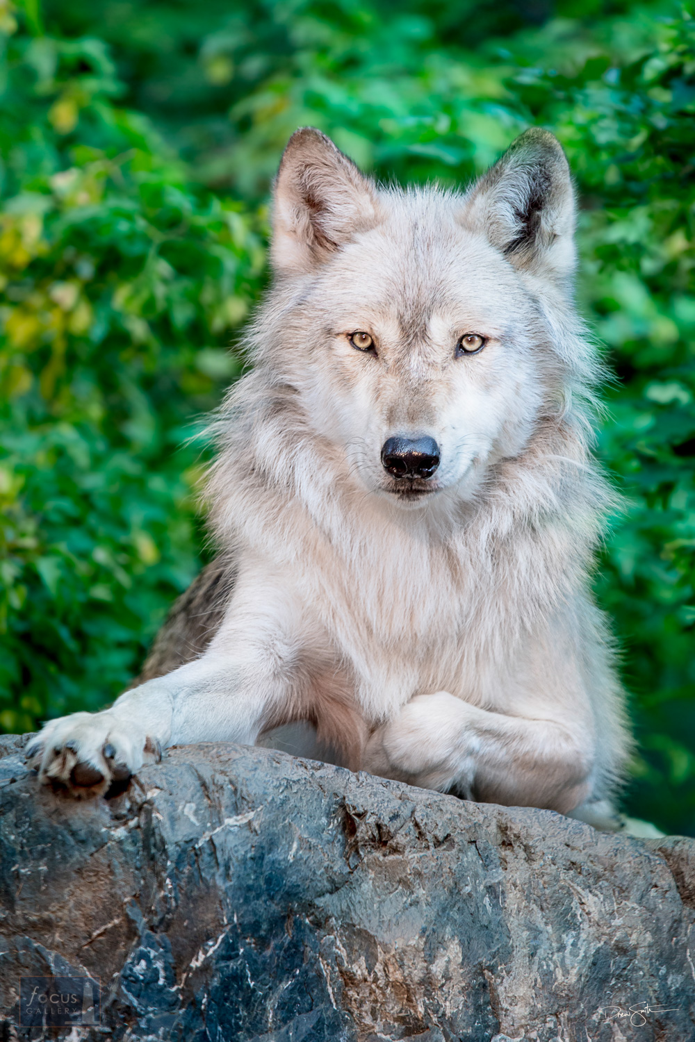 A wolf named Denali rests atop a boulder at the International Wolf Center in Ely, Minnesota.