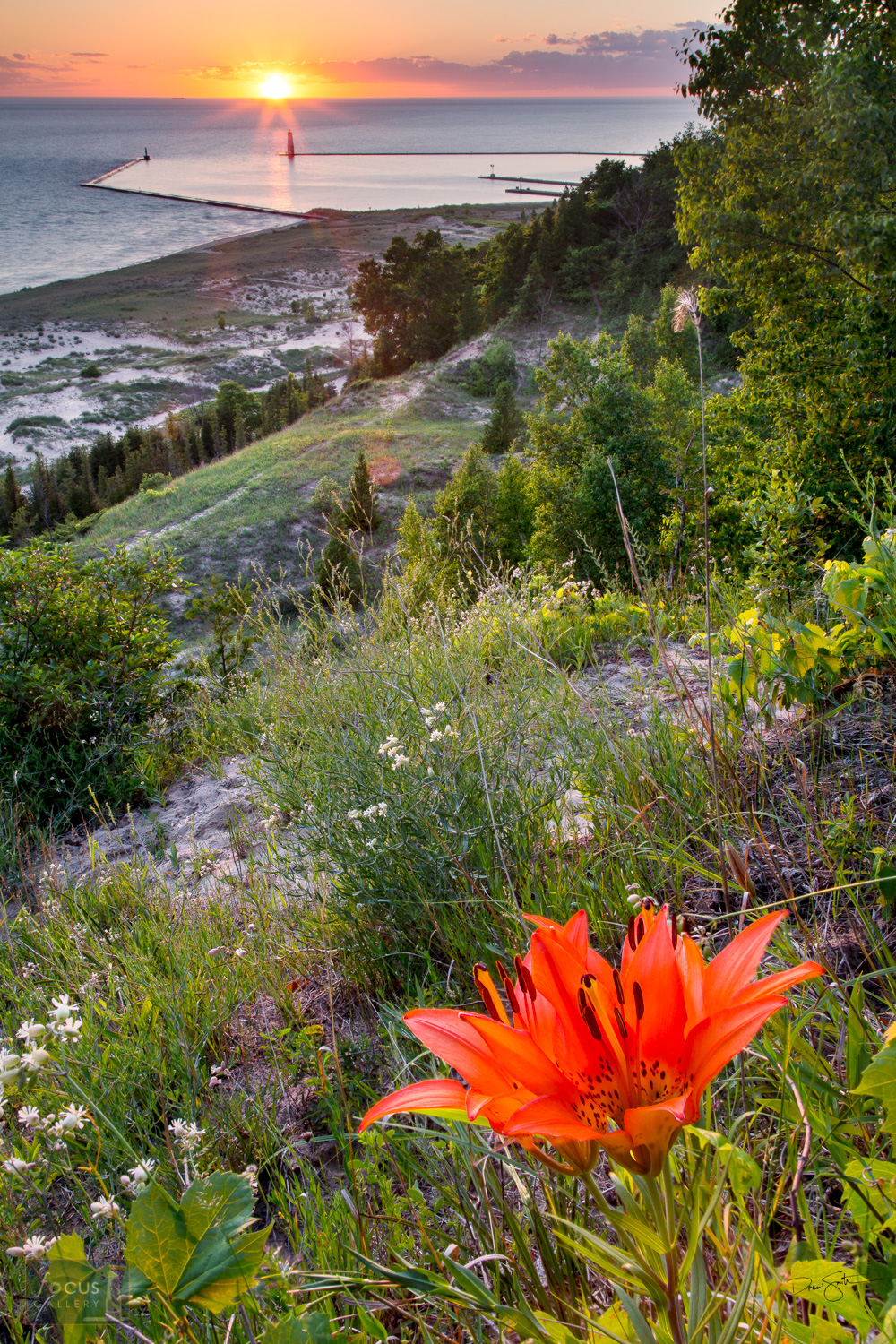 Wood lily blossom on a hillside overlooking sunset on Lake Michigan.