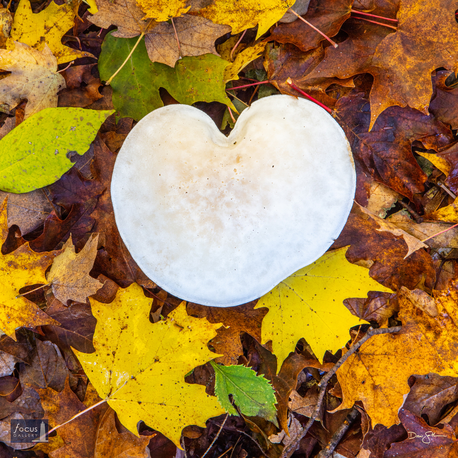 Photo © Drew Smith A heart-shaped mushroom surrounded by beautiful fall leaves - Autumn Love!