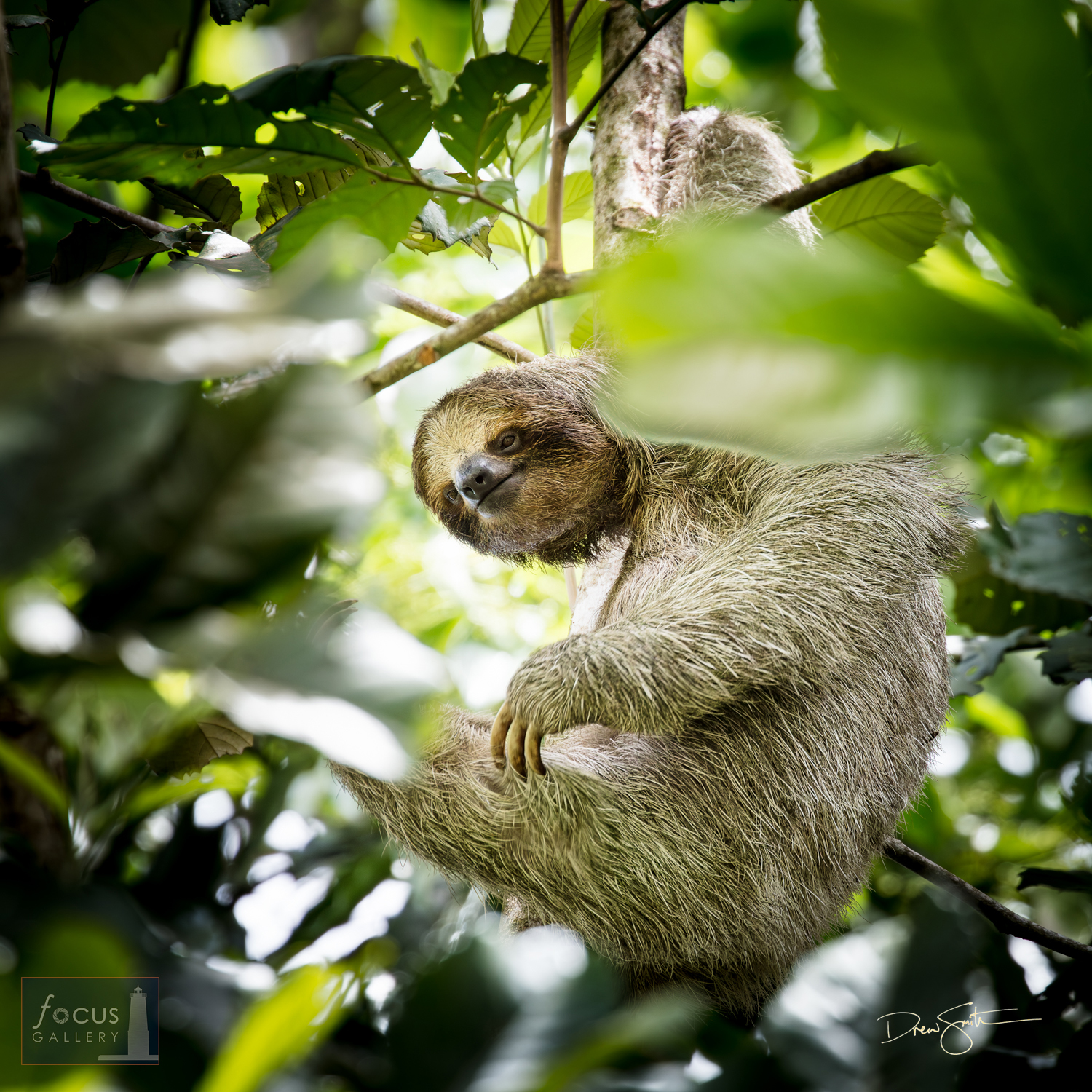 A   Three-toed Sloth peers through the branches of a tree as if playing   peek-a-boo.
